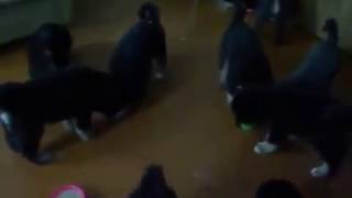 Кормление тибетских мастифов  / Feeding Tibetan Mastiff
