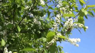 Черемуха белая (Cherry white)