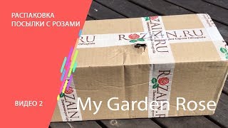 Распаковка посылки с розами из Крымского питомника.