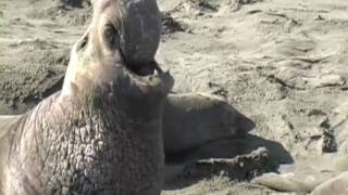 Elephant Seal's Mating Month