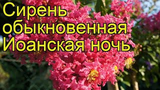 Сирень обыкновенная Иоанская ночь. Краткий обзор, описание syringa vulgaris Ioanskaya Noch