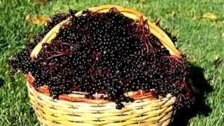 Растение бузина  Фото  Бузина черная \ Plant elderberry, black Elderberry Picture