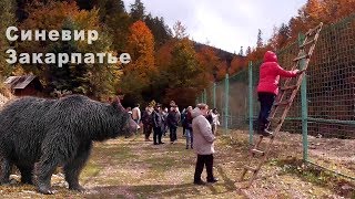 МЕДВЕДИ НА ЗАКАРПАТЬЕ Центр реабилитации Синевир, Закарпаття