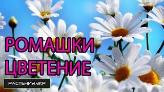Садовая ромашка / Когда цветёт ромашка?