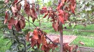 Видео Курс "Садовая Хирургия" от Евгения Федотова.