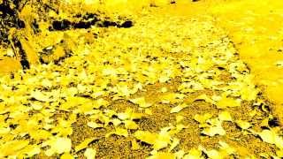vitalina.shevlyakova@mail.ru