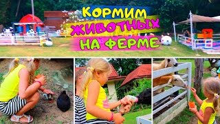VLOG: Таиланд ПРОГУЛКА ПО ФЕРМЕ ? кормим ОВЕЦ и ? КРОЛИКОВ ? молочком и морковкой Thailand