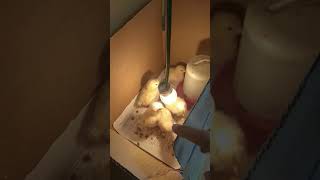 Cara mudah menjaga kesehatan ayam ( air minum )