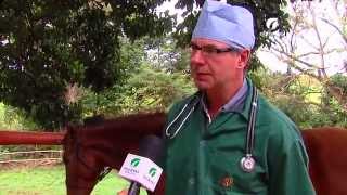 22/07/2015 - Castração em cavalos - Ourofino em Campo