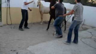 caballo salvaje