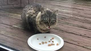 I Attempted To Feed A Stray Cat Some Treats And This Is What Happened!