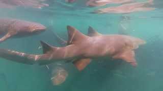 Shark Snorkling! Location: Maya Key, Roatan, Honduras