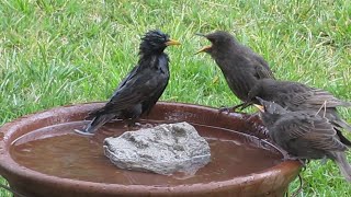 European Starling family bathing - first lesson to babies