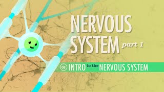 The Nervous System, Part 1: Crash Course A&P #8