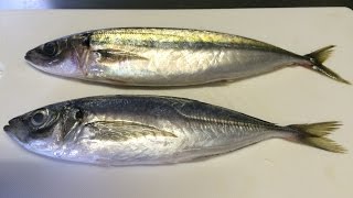 「真アジと青アジ」見分け方