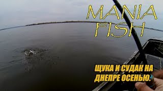 Щука и судак на Днепре осенью.