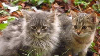 Mother cat feeding kittens but suddenly started snowfall