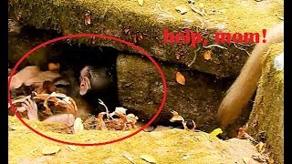Poor baby Duke walk mistake collapse stuck in stone hole can't get up,Duke hurt mom pull from Bonita