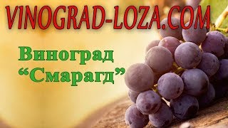 Виноград «Смарагд»: описание сорта. Сезон 2018