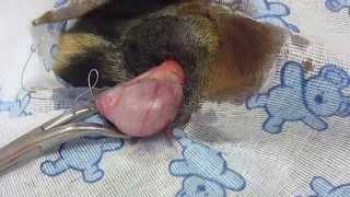castration of dogs. кастрация кобеля. ч. 1  17.11.14.