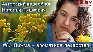 Пижма – полезные свойства и противопоказания. Сбор и заготовка