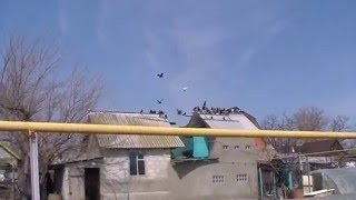 Голуби николаевские