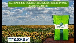 Как правильно подобрать гибриды компании Euralis под Евролайтинг.