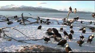 Bald Eagles, Homer, Alaska
