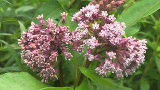 Plant portrait - Common milkweed (Asclepias syriaca)