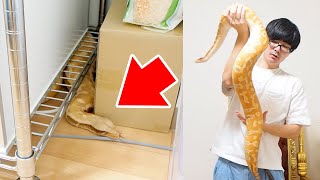 わずか5cmの家具の下に挟まった大蛇の救出劇