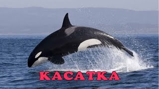 Жители морей и океанов Обучающее видео для малышей