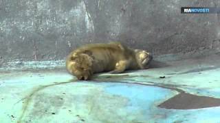 Foca gris recién nacida toma baños de sol en el zoo de Kaliningrado