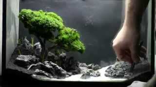 Bonsai Aquarium   Acquario Bonsai   Step by Step