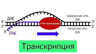 Синтез белка: транскрипция | самое простое объяснение