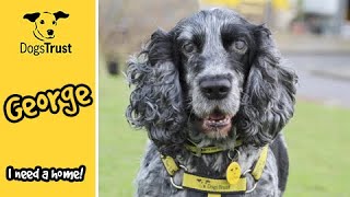 George is a friendly Spaniel! | Dogs Trust Leeds