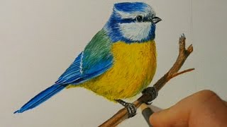 Рисуем синицу цветными карандашами Faber Castell Polychromos