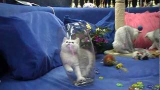 Британские котята на british-chinchilla.dp.ua