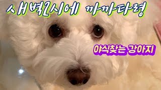 새벽2시에 야식달라는 강아지 /비숑/강아지일상
