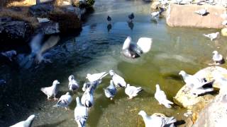 氷の上の鳩　Pigeons on ice