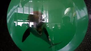 Одесса. Пляж. Дельфин. Русалка. 9 февраля 2020.