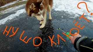 Рыбалка по первому льду.Перволедье.Сезон ОТКРЫТ.Калужская область.Юхновский район.
