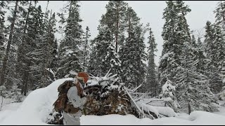 В ТАЙГУ НА ЛЫЖАХ. ОХОТА НА ТЕТЕРЕВА. СКАЗОЧНЫЙ ЛЕС.