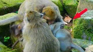 Oh no what happen why Danna bite on orphan girl Jessie like this / Monkey Post