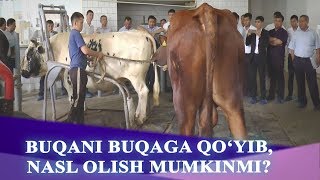 SHARMANDA: BUQANI BUQAGA QO‘YIB, NASL OLISH MUMKINMI?