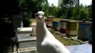 Белый Голубь сел на плечо  На пасике, White Dove seat at me.