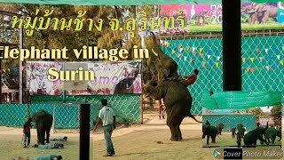 หมู่บ้านช้างบ้านตากลาง ต.กะโพ อ.ท่าตูม จ.สุรินทร์/Elephant village Baan ta klang in surin/ดูช้างโชว์