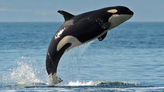Косатка - Killer Whale (Энциклопедия животных)
