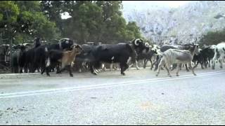 ΚΟΠΑΔΙ ΚΑΡΑΓΙΑΝΝΗΣ ΛΕΥΚΑΔΑ 2014