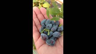 YEZBERRY™ SOLO Haskaps / LONICERA | www.gardencrossings.com