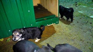 Маленькие ЩЕНКИ остались БЕЗ МАМКИ